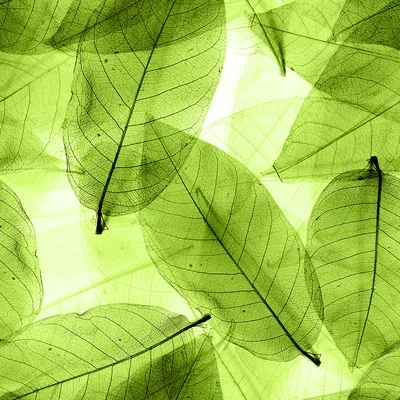 Флизелиновые 3д фотообои 3d 416x290 см Огромные зеленые листья на черном  фоне (13949VEXXXXL) +клей купить по цене 2400,00 грн