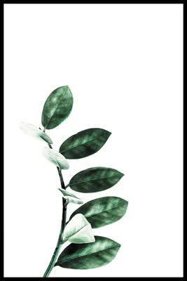 рисованной тропических растений листья зеленые элементы PNG , Растительный  клипарт, элемент зеленого листа, акварель завод PNG картинки и пнг PSD  рисунок для бе… | Plant leaves, Watercolor plants, Green plants