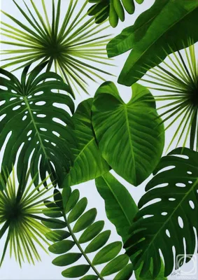 Эстетика зеленого | Листья, Тропические листья, Зеленые листья