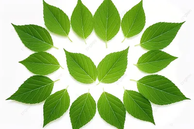 Тропические зеленые листья» картина Мингазовой Гульфии маслом на холсте —  купить на ArtNow.ru