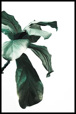 Фотообои / флизелиновые обои Листья пальмы нежно-зеленые 2 x 2,7 м - купить  по выгодной цене в интернет-магазине OZON (259362206)