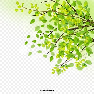 зеленые листья на белом фоне, лист, вырезка, форма фон картинки и Фото для  бесплатной загрузки