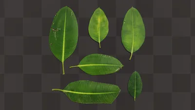 Зелёные листья пальмы и листья …» — создано в Шедевруме