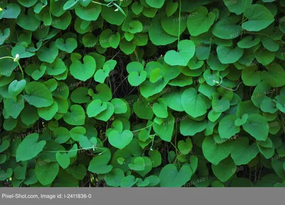 Купить фотообои Пальмовые листья нежно-зеленые на стену: цены, фото,  каталог - интернет-магазин «LIKE»