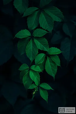 зеленые листья обои - TenStickers