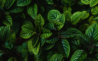 Фото обои зеленые листья 460x300 см Природа Экзотические Цветы Стрелиция  Королевская (13976P12)+клей (ID#1536313370), цена: 1800 ₴, купить на Prom.ua