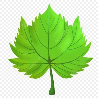 Изображение Большие зеленые листья Живопись