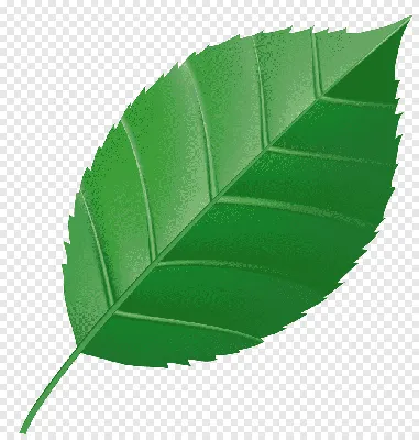 Фотообои Зелёные листья монстеры на стену. Купить фотообои Зелёные листья  монстеры в интернет-магазине WallArt