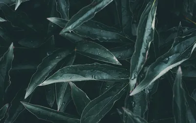 Бесшовный паттерн , зелёные листья,…» — создано в Шедевруме