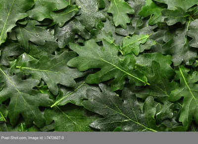 Зелёные листья — обои природы Стоковое Фото - изображение насчитывающей  положение, из: 156235408