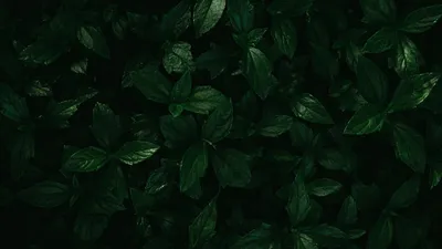 Зеленые Листья Для Фона И Обои — стоковые фотографии и другие картинки  Абстрактный - Абстрактный, Без людей, Ботаника - iStock