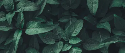 Зеленые дубовые листья в качестве фона :: Стоковая фотография :: Pixel-Shot  Studio