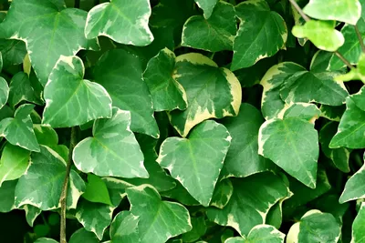 зеленые лиственные растения, листья, растения, зеленые, темные, ветки, HD  обои | Wallpaperbetter