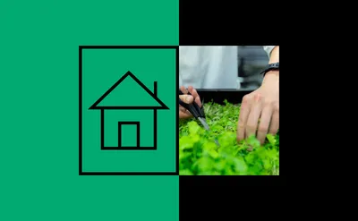 Зеленые обои для стен: фото в интерьере, советы по выбору обоев зеленого  цвета, идеи дизайна гостиной, спальни, кухни