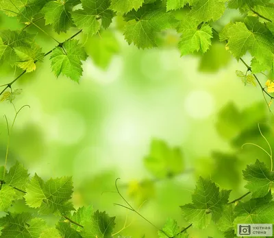 Фотообои \"Зеленый фон с листьями\" - Арт. 170314 | Купить в  интернет-магазине Уютная стена