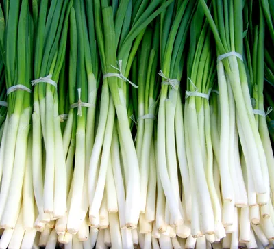 GREEN ONIONS will be in deficit if everyone learns these 5 RECIPES! GREEN  ONIONS FOR WINTER TIME - YouTube