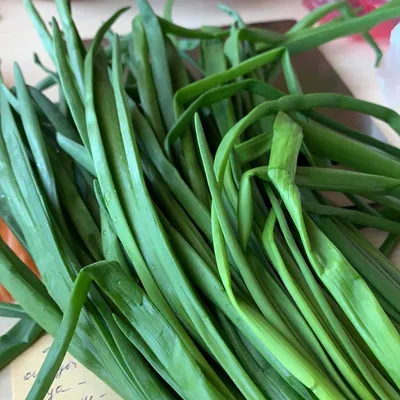 Правда ли зеленый лук так полезен, как об этом говорят — читать на  Gastronom.ru