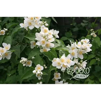 Коллекции растений ЦСБС СО РАН - Jasminum officinale L. – Жасмин  лекарственный