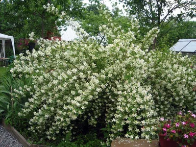 индийский цветок жасмин стоковое фото. изображение насчитывающей листья -  215646488