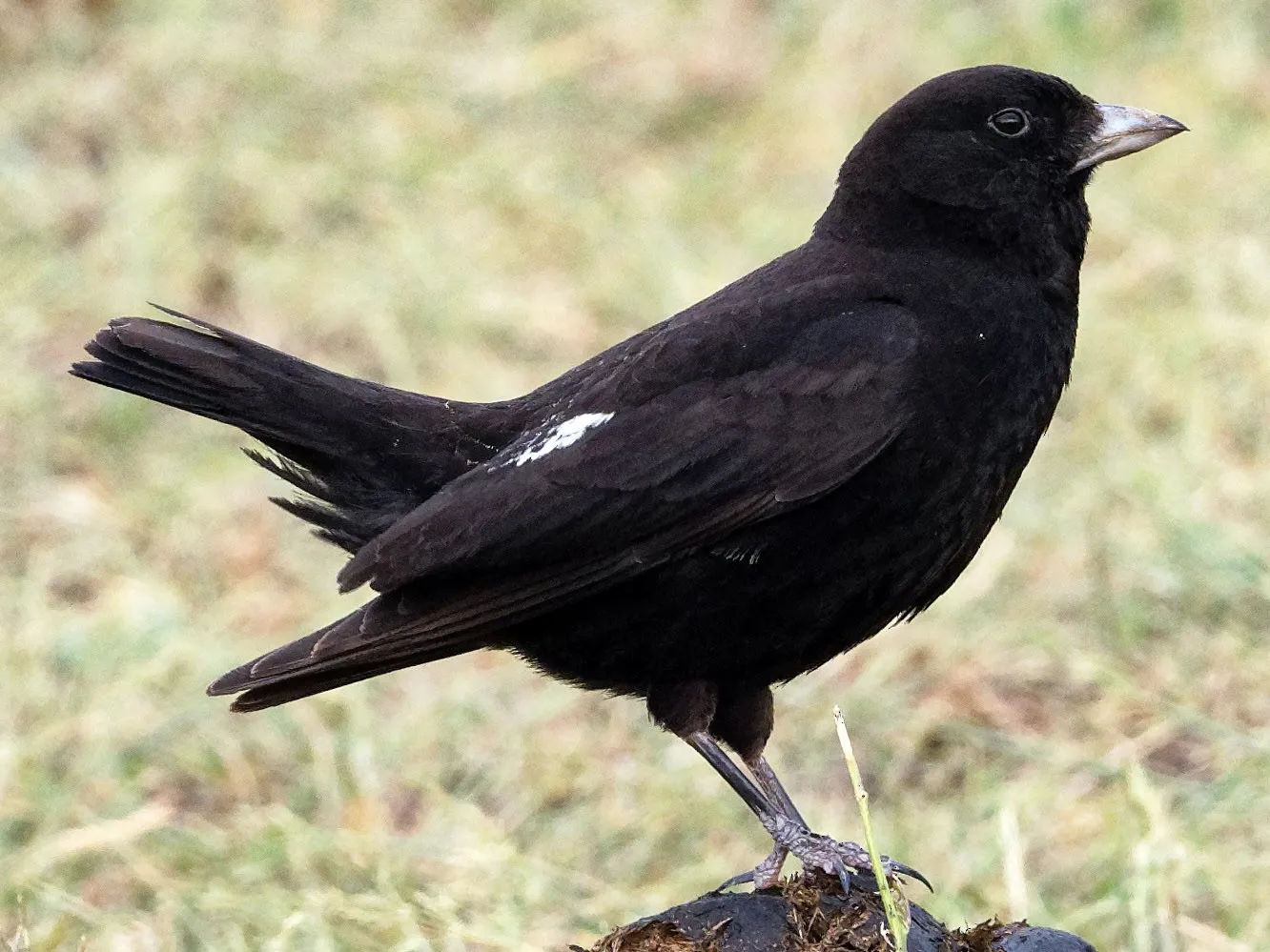 Черные птицы россии