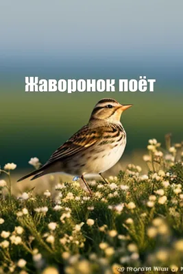 Полевой жаворонок | Животный мир и природа Красноярского края