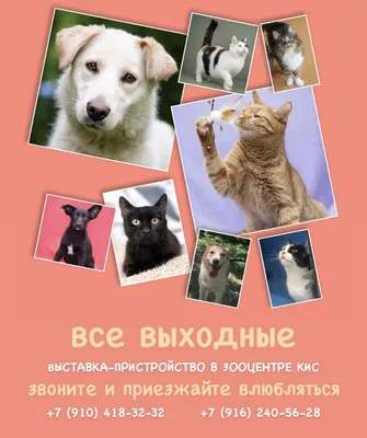 Весенние «Культканикулы»: ждём в гости! | 22.03.2023 | Одинцово - БезФормата