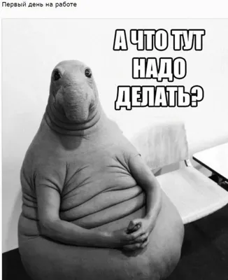 В соцсетях появился новый смешной мем - “Ждун” - KP.RU
