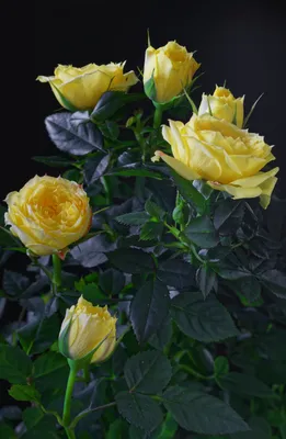 Фотографии Розы Желтый Цветы на черном фоне Крупным планом 3200x4900