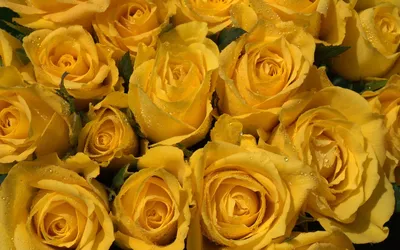 Жёлтые розы скачать фото обои для рабочего стола (картинка 2 из 2)