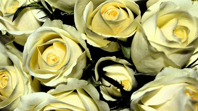 Скачать 1920x1080 желтые розы, бутоны, цветы, букет обои, картинки full hd,  hdtv, fhd, 1080p