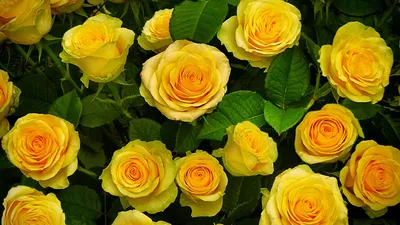 Декоративное панно VIP Белые розы 294х260 (12л) , цена – купить в  Десногорске