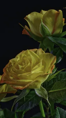 Фотографии Листья Розы Желтый Цветы на черном фоне 1080x1920