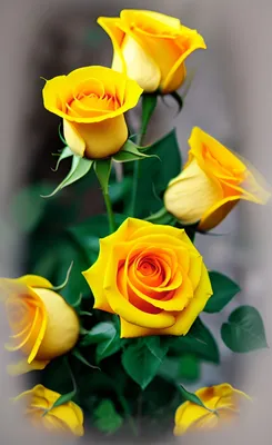 Жёлтые розы цветут в саду - обои для рабочего стола, картинки, фото