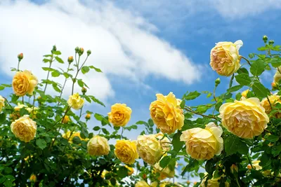 Обои Розы Желтый Цветы Кусты | Желтая роза, Розы, Цветы