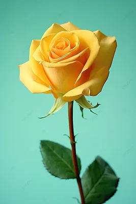 Фотообои Dekor Vinil \"3d Желтые розы\" 100х200 см. /Фотообои на стену с  цветами - купить по выгодной цене в интернет-магазине OZON (509258659)