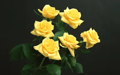 Фото обои цветы 368x254 см Желтые розы на веточках (1661P8)+клей купить по  цене 1200,00 грн