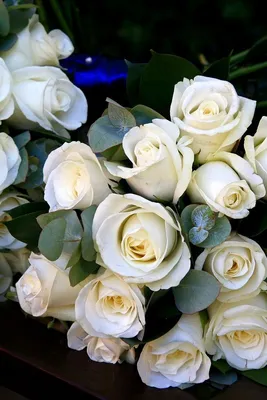 Обои Цветы Розы, обои для рабочего стола, фотографии цветы, розы, white,  roses, белые Обои для рабочего стола, скачать обои картинки заставки на рабочий  стол.