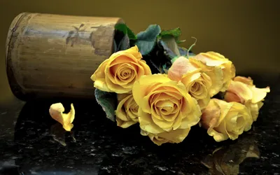 Обои на рабочий стол Желтые розы, на которых сидит бабочка, обои для  рабочего стола, скачать обои, обои бесплатно