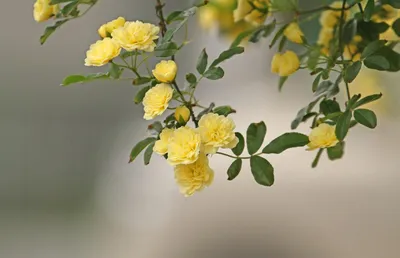 Цветы Розы желтые розы, черный фон, цветы фото, обои на рабочий стол