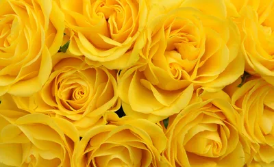 Букет 29 кустовых красно-желтых роз купить недорого в интернет-магазине
