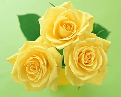 Купить 3D обои Желтые розы (2160320201420d)