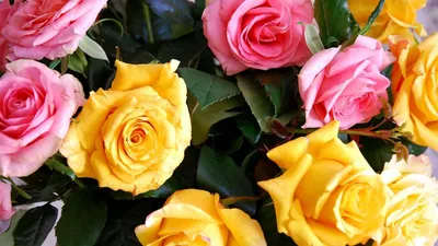Обои на рабочий стол Желтые розы в каплях росы, обои для рабочего стола,  скачать обои, обои бесплатно