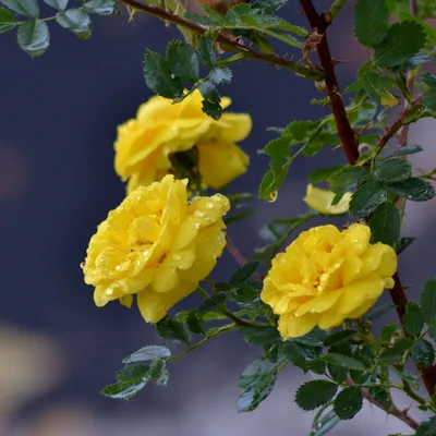 Обои Многие желтые розы, капли воды 1080x1920 iPhone 8/7/6/6S Plus  Изображение
