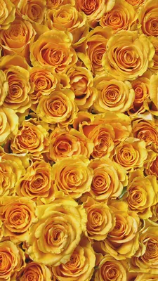 две оранжевые и желтые розы в вазе с конвертом Фон Обои Изображение для  бесплатной загрузки - Pngtree