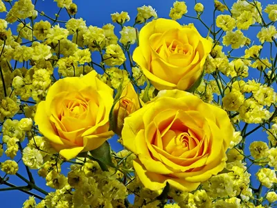 Желтые розы в саду - 37 фото