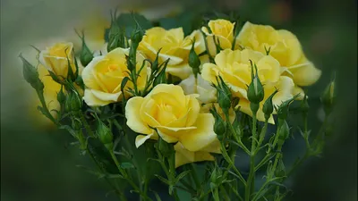 Эстетика желтых роз крупным планом на обои телефона | Розы, Желтые розы,  Подсолнухи букет