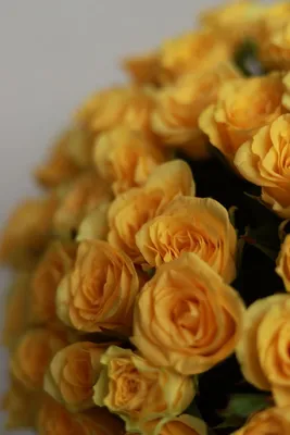 Красивые жёлтые розы в саду - обои для рабочего стола, картинки, фото