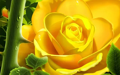 Обои жёлтые розы, розы, жёлтые, письмо на рабочий стол
