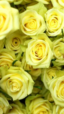 Pictures Texture Roses Yellow flower Many 1080x1920