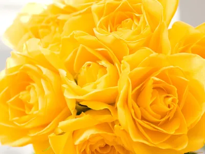 Обои Букет цветов, желтые розы 750x1334 iPhone 8/7/6/6S Изображение